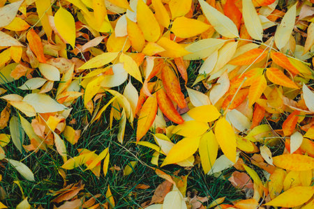 Colorful autumn yellow leaves on the grass. Beautiful nature background of Fall season.の写真素材