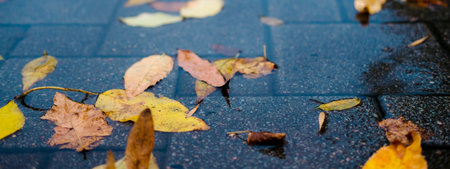 yellow autumn leaves in a puddle on a gloomy rainy day. Beautiful nature background of Fall season.の写真素材