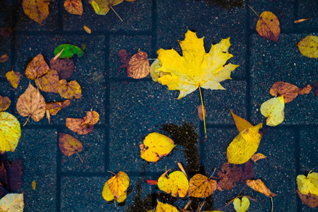 Maple yellow autumn leaves in a puddle on a gloomy rainy day. Beautiful nature background of Fall season.の写真素材