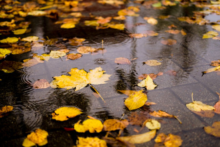 Maple yellow autumn leaves in a puddle on a gloomy rainy day. Beautiful nature background of Fall season.の写真素材