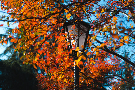 Colorful autumn in park. Street lantern among bright foliage. Beautiful city background of Fall season.の写真素材