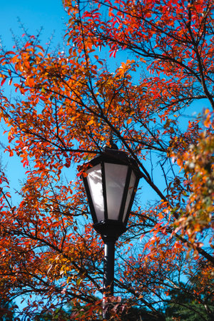 Colorful autumn in park. Street lantern among bright foliage. Beautiful city background of Fall season.の写真素材