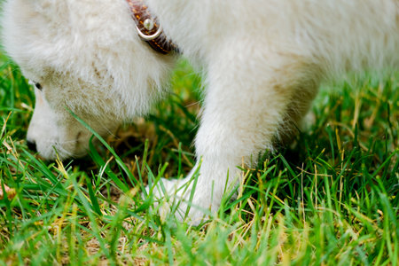 Little white puppy Husky 2 months old sniffs the grass in park. Summer dog walkingの写真素材
