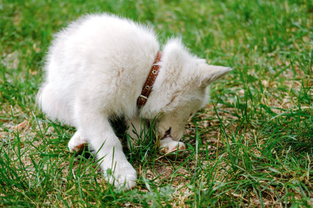 Little white puppy Husky 2 months old is sitting on the grass in park and biting his paw. Summer dog walkingの写真素材
