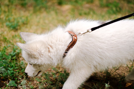Little white puppy Husky 2 months old pulling the leash in park. Summer dog walkingの写真素材