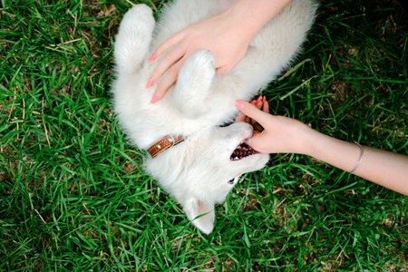Little white puppy Husky 2 months old bites hand of female owner on the grass in park. Summer dog walkingの写真素材