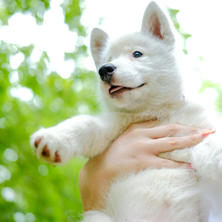 Little white puppy Husky 2 months old on the grass in park. Summer dog walkingの写真素材