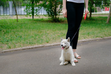 Young girl is walking with her dog on a retractable leash on asphalt sidewalk. Little white puppy Husky 2 months old in summer parkの写真素材