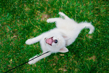 Little white puppy Husky 2 months old is lying tired on the grass in park. Summer dog walkingの写真素材