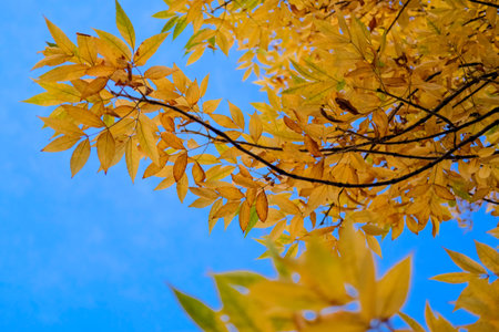 Autumn Yellow branches on background of blue sky. Beautiful nature background of Fall season.