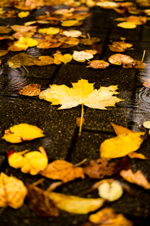 Maple yellow autumn leaves in a puddle on a gloomy rainy day. Beautiful nature background of Fall season.の写真素材