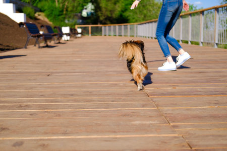 woman is running with her dog. Funny spaniel mutt in summer city.の写真素材