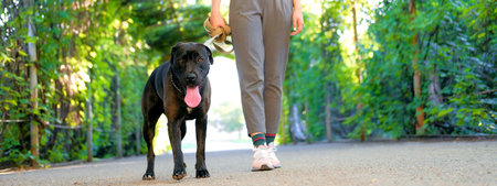 Young girl is walking with her dog on a leash on asphalt sidewalk. Strong black labrador and stafford terrier mix breed in green summer parkの写真素材