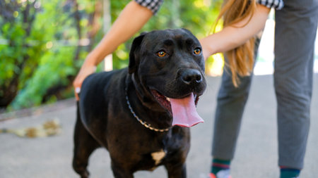 Young girl is walking with her dog on a leash on asphalt sidewalk. Strong black labrador and stafford terrier mix breed in green summer parkの写真素材