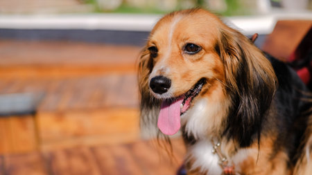 Dog sitting on wooden bench. Funny spaniel mutt in summer city.の写真素材