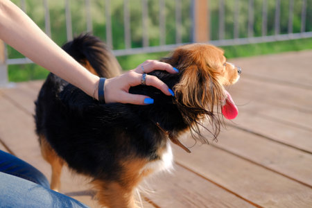 Brunette woman petting her dog. Funny spaniel mutt in summer city.の写真素材
