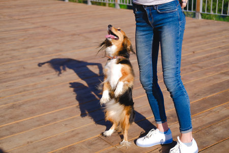 Brunette woman trains a dog to stand on hind paws, motivating food. Funny spaniel mutt in summer day.の写真素材