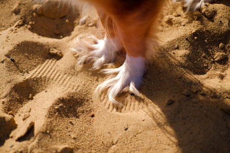 Dog walking on a sand beach. Funny spaniel mutt paws in summer day.の写真素材