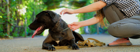 Young girl is walking with her dog on a leash on asphalt sidewalk. Strong black labrador and stafford terrier mix breed in green summer parkの写真素材