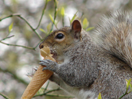 squirrel eating ice-creamの写真素材