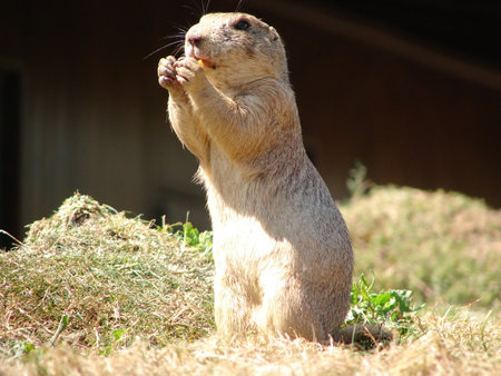 marmot