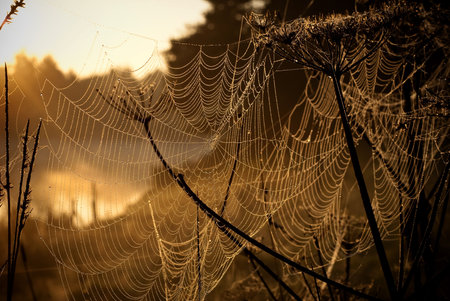 spider net の写真素材