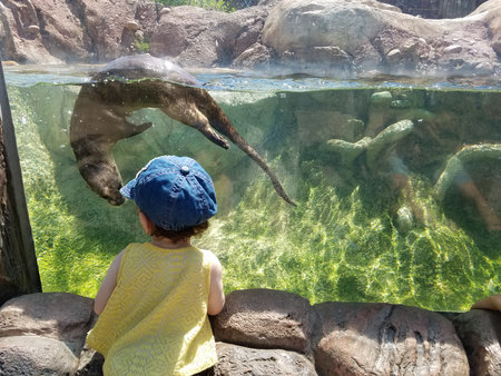 Baby and otter in a zooの写真素材