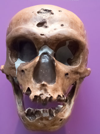 Skull of Neanderthalの写真素材