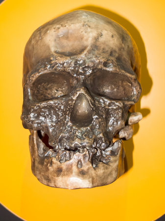 Cro-Magnon skullの写真素材