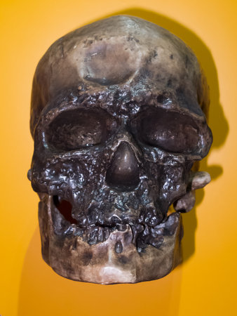 Cro-Magnon skullの写真素材