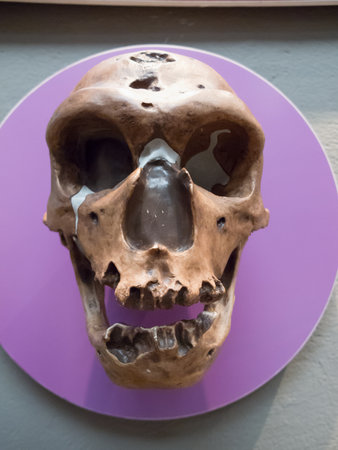 Skull of Neanderthalの写真素材