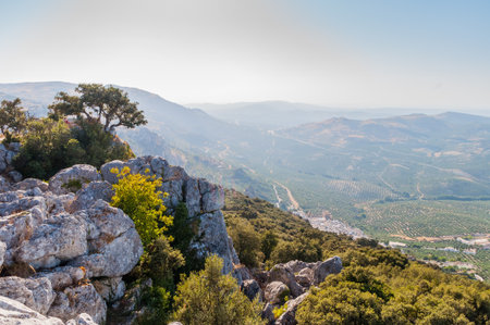 Olive groves of the Sierra Cordoba