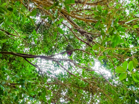 backlight on tree branches