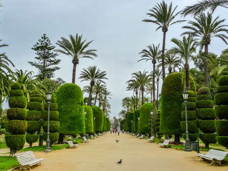 Genoves garden, Cadizの写真素材