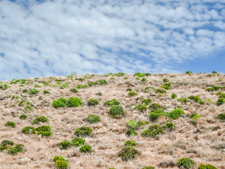 scrub bush and skyの写真素材