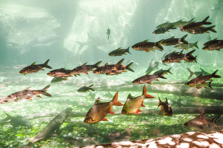 Tropical fish in giant aquariumの写真素材