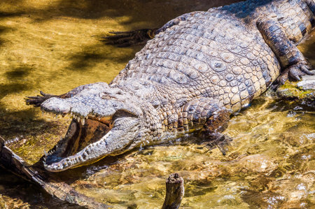 Crocodile close upの写真素材