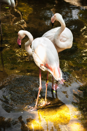pink flamingoの写真素材