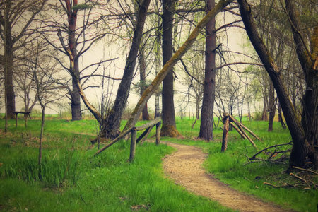 Old way in the woodの写真素材