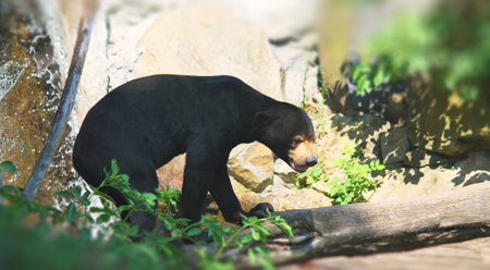 Adult black malaysian bear in nature walking on branchの写真素材