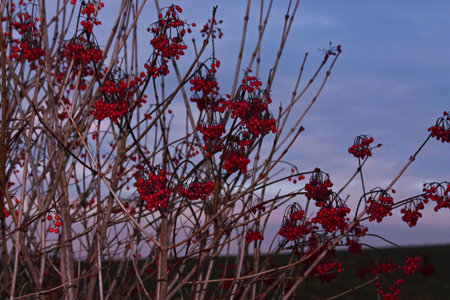 Rose hip on the evening sceneの写真素材