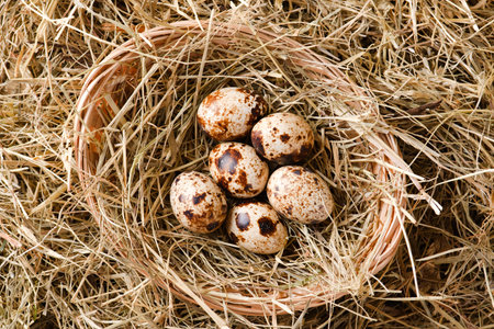 Horizontal photo of several quail eggs which are placed on nice haystack from dried straws and inside wicker basket.の写真素材