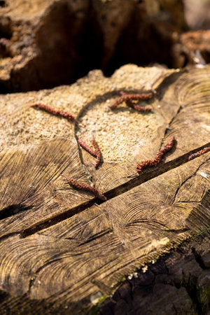 Vertical photo of several catkins on old tree stump with visible marks after sawmill.