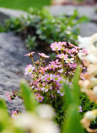 Vertical photo with bunch of pink saxifrage flower with group of nice blooms which is placed on the rock. Stones and other plants are visible too.の写真素材
