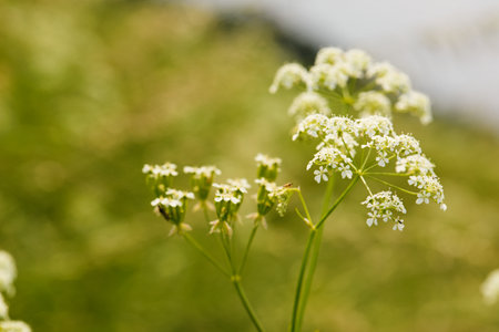 Horizontal photo with blooming cumin on summer meadow. Flower with several small blooms. Few pieces of insect on blooms. Askew horizon in background. Blur green meadow beyond white flower.の写真素材