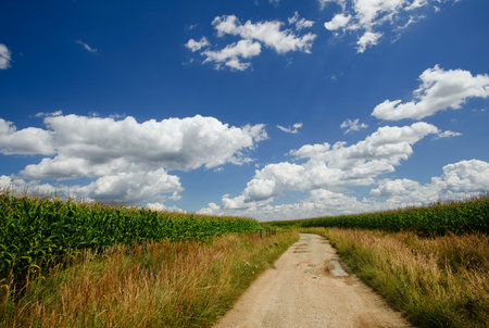 Horizontal photo of old broken path from sand and stones with puddles which goes between two fields...