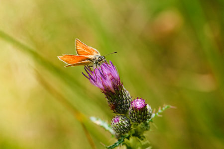 Horizontal photo of small orange butterfly which is sitting on violet bloom of thistle. The green grass which is in the woods is visible in background.の写真素材