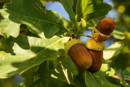 Horizontal photo of small group of acorns with nice brown color and yellow caps. Leaves are green and worn due to autumn season. Blue sky is visible through the leaves.の写真素材