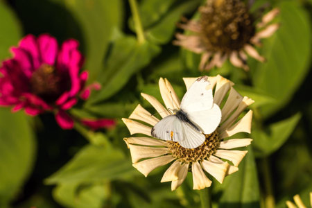 Horizontal photo of cabbage white butterfly. Insect has damaged wings with few black spots. Fly sits on dry white bloom. Several pink flowers with green leaves are in background.の写真素材