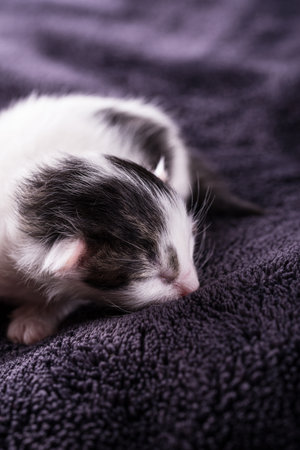 Vertical photo of white black cat. Freshly born kitten one day old. Tomcat rests and sleeps on dark brown blanket with nice soft surface. Cat is still blind with small ears.の写真素材